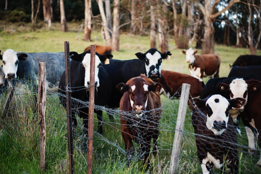 Cows with gums: Bendigo and Adelaide Bank for once loses a case bought by a Great Southern agribusiness investor due to shambolic paperwork.   (Photo: Kat Jayne)